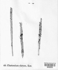 Chaetomium elatum image